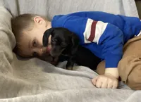 Zarah, a female Miniature Dachshund for sale in Dundee, OH – Photo 8 of 9