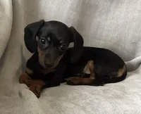Zarah, a female Miniature Dachshund for sale in Dundee, OH – Photo 4 of 9