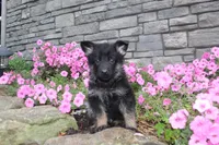 Bodhi, a male German Shepherd Dog for sale in Dundee, OH – Photo 3 of 8