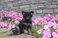 Bodhi, a male German Shepherd Dog for sale in Dundee, OH – Photo 5 of 8