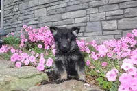 Bodhi, a male German Shepherd Dog for sale in Dundee, OH – Photo 7 of 8