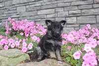 Bodhi, a male German Shepherd Dog for sale in Dundee, OH – Photo 2 of 8