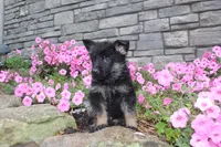 Bodhi, a male German Shepherd Dog for sale in Dundee, OH – Photo 1 of 8