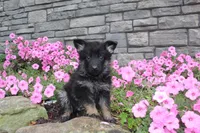 Bodhi, a male German Shepherd Dog for sale in Dundee, OH – Photo 4 of 8