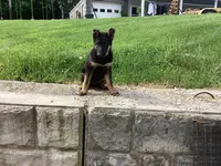 Dixie, a female German Shepherd Dog for sale in Dundee, OH – 1 of 5