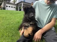 Dominic , a male German Shepherd Dog for sale in Dundee, OH – 3 of 5