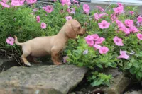 Ziggy, a male Miniature Dachshund for sale in Dundee, OH – 2 of 3