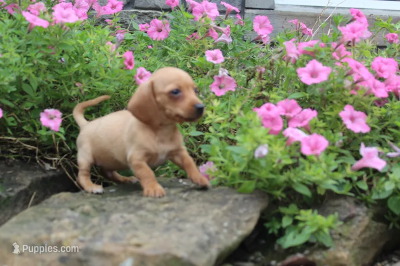 Ziggy – Miniature Dachshund puppy for sale in Dundee, OH
