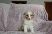 Peach, a female Australian Shepherd for sale in Dundee, OH – Photo 2 of 6