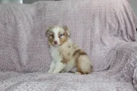 Peach, a female Australian Shepherd for sale in Dundee, OH – Photo 4 of 6