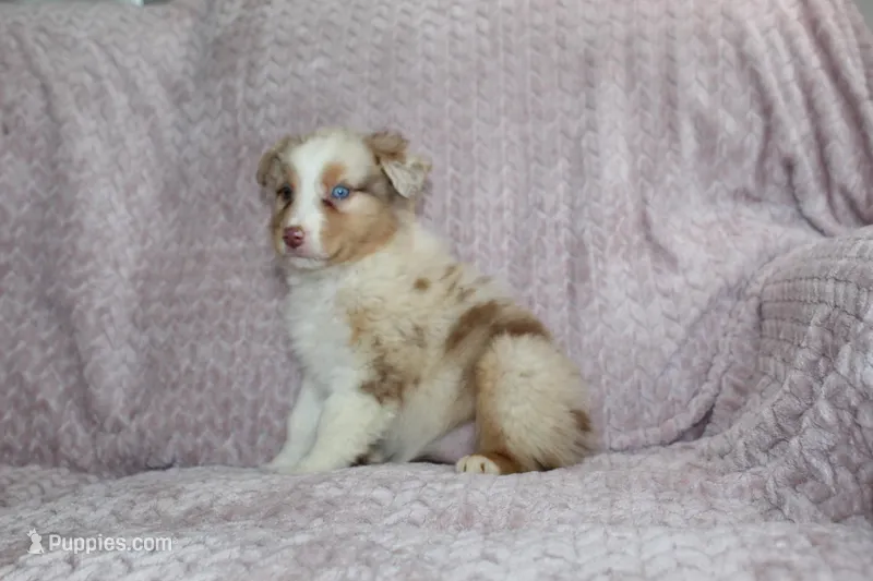 Peach – Australian Shepherd puppy for sale in Dundee, OH