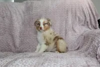 Peach, a female Australian Shepherd for sale in Dundee, OH – Photo 5 of 6