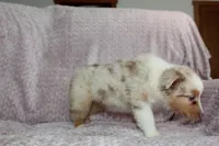 Peach, a female Australian Shepherd for sale in Dundee, OH – Photo 3 of 6