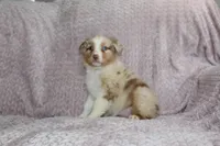 Peach, a female Australian Shepherd for sale in Dundee, OH – Photo 6 of 6