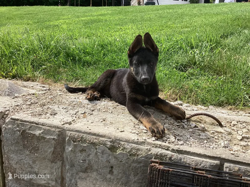 Dylan  – German Shepherd Dog puppy for sale in Dundee, OH
