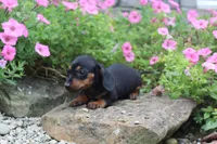 Zuzu, a female Miniature Dachshund for sale in Dundee, OH – 2 of 4
