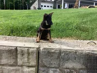 Dixie, a female German Shepherd Dog for sale in Dundee, OH – 4 of 5