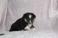 Peanut , a male Australian Shepherd for sale in Dundee, OH – Photo 7 of 7