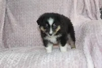 Peanut , a male Australian Shepherd for sale in Dundee, OH – Photo 3 of 7