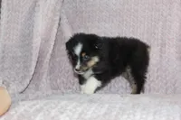 Peanut , a male Australian Shepherd for sale in Dundee, OH – Photo 4 of 7