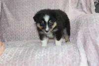 Peanut , a male Australian Shepherd for sale in Dundee, OH – Photo 6 of 7