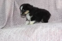 Peanut , a male Australian Shepherd for sale in Dundee, OH – Photo 5 of 7