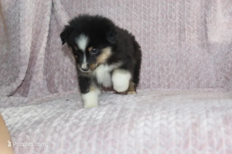 Peanut  – Australian Shepherd puppy for sale in Dundee, OH