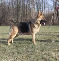 Eliza, a female German Shepherd Dog for sale in Dundee, OH – Photo 7 of 8
