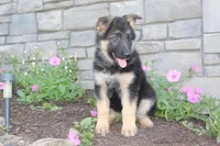 Eliza, a female German Shepherd Dog for sale in Dundee, OH – Photo 3 of 8
