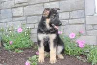 Eliza, a female German Shepherd Dog for sale in Dundee, OH – Photo 4 of 8
