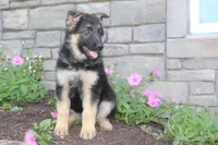 Eliza, a female German Shepherd Dog for sale in Dundee, OH – Photo 1 of 8