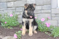Eliza, a female German Shepherd Dog for sale in Dundee, OH – Photo 2 of 8