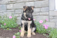 Eliza, a female German Shepherd Dog for sale in Dundee, OH – Photo 5 of 8