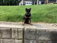 Dixie, a female German Shepherd Dog for sale in Dundee, OH – 5 of 5