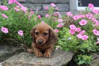 Zane, a male Miniature Dachshund for sale in Dundee, OH – 7 of 7