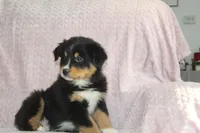 Parker, a male Australian Shepherd for sale in Dundee, OH – Photo 2 of 7