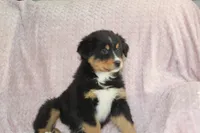 Parker, a male Australian Shepherd for sale in Dundee, OH – Photo 5 of 7