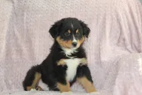Parker, a male Australian Shepherd for sale in Dundee, OH – Photo 7 of 7