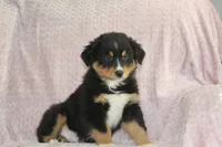 Parker, a male Australian Shepherd for sale in Dundee, OH – Photo 6 of 7
