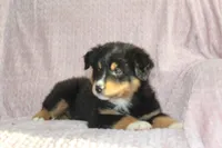 Parker, a male Australian Shepherd for sale in Dundee, OH – Photo 4 of 7