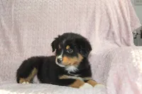 Parker, a male Australian Shepherd for sale in Dundee, OH – Photo 1 of 7