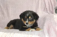 Parker, a male Australian Shepherd for sale in Dundee, OH – Photo 3 of 7