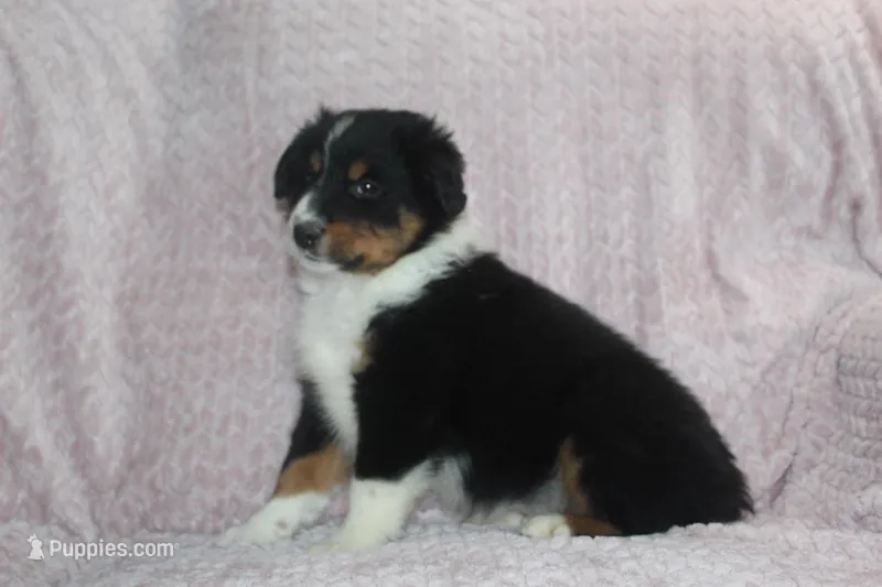 Pistol  – Australian Shepherd puppy for sale in Dundee, OH