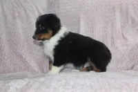 Pistol , a male Australian Shepherd for sale in Dundee, OH – Photo 2 of 2