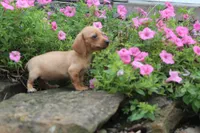 Ziggy, a male Miniature Dachshund for sale in Dundee, OH – 3 of 3