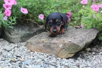 Zuzu, a female Miniature Dachshund for sale in Dundee, OH – 3 of 4