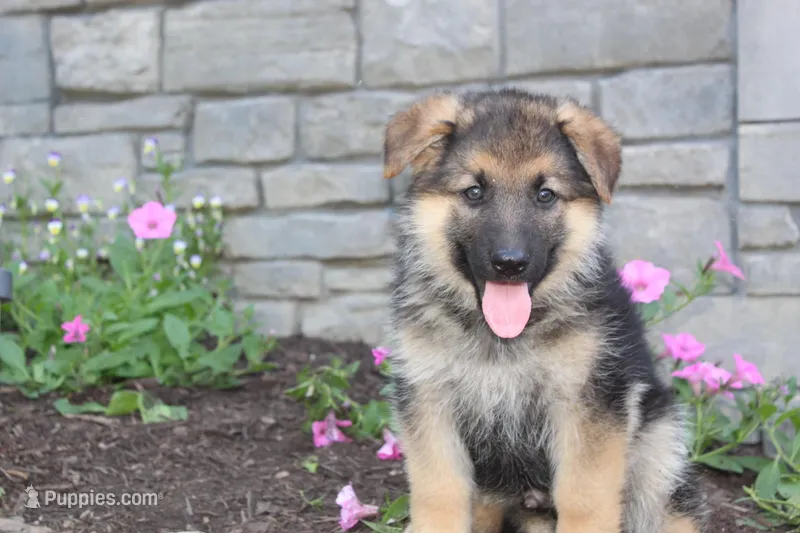 Eddie, a male German Shepherd Dog for sale in Dundee, OH – Photo 1 of 8