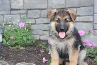 Eddie, a male German Shepherd Dog for sale in Dundee, OH – Photo 6 of 8