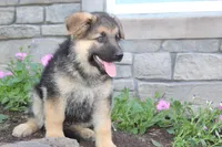 Eddie, a male German Shepherd Dog for sale in Dundee, OH – Photo 3 of 8