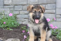 Eddie, a male German Shepherd Dog for sale in Dundee, OH – Photo 2 of 8